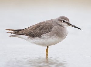 Хөгчүүхэй (Буурал хөгчүүхэй)